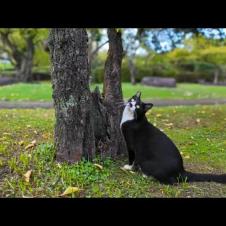 公園のハチワレ猫ちゃん、木に登る