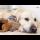 Mom Cat and Tiny Kittens Feels Completely Safe Next to a Golden Retriever