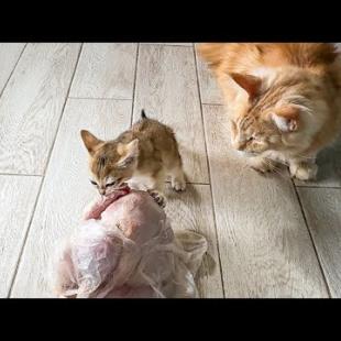 ДИКИЙ ГИБРИДНЫЙ КОТЕНОК УКРАЛ КУРИЦУ