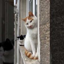 Street cats stand in front of the window like ornamental plants #catshorts #shorts #cat #cats #cute