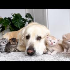 Curious Kittens Fall in Love With Their Giant Dog Friend