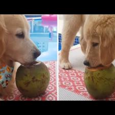 Golden Retriever Doggo Enjoying The Coconut Party #Shorts
