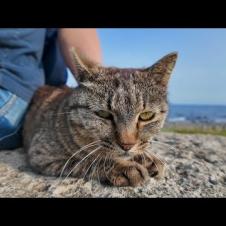 猫島で防波堤に座ると猫がトコトコ歩いてきて隣に座ってきた