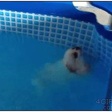 Puppy-swims-on-back