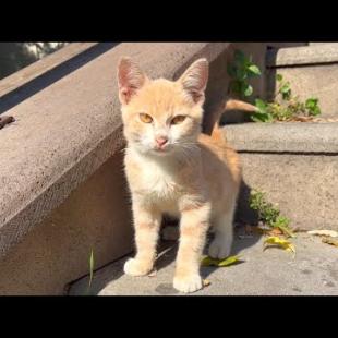 Cute hungry kitten living on the street waiting for food