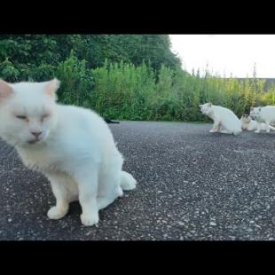 警戒心強めの白猫地帯に突入！猫たちにちゅーるをあげてみた