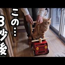 子猫と犬にこっそり新車をプレゼントしたら大喜びでこうなった...