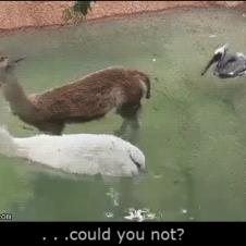 Bird vs alpaca