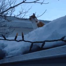 나무 위로 점프하는 고양이