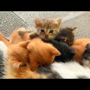 Little homeless kittens need the attention of a mother cat for love and food