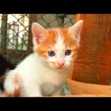 Heartbreaking story of mother cat left on the street with her kittens