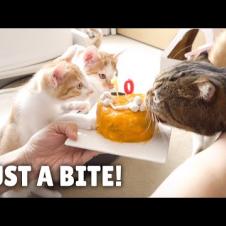 LuLu Stole a Bite of Cake! | Kittisaurus