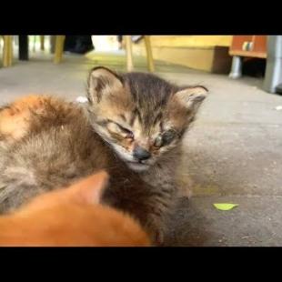 The Kitten I Found Helpless on the Street 🐾 Can Now See After Treatment 😻✨