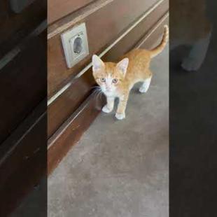 Little Cat Trying to Talk! 🐾🎥 #shorts #kitten #cat #catlove #cute #animals