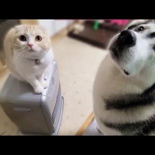 寒いので初めてストーブを出したら子猫とハスキー犬達がこうなった...