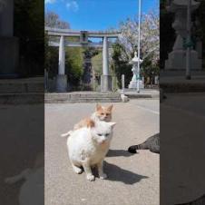 神社の前に集まっていた猫ちゃん