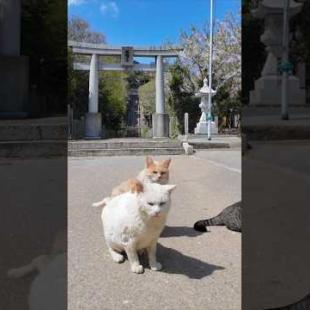 神社の前に集まっていた猫ちゃん