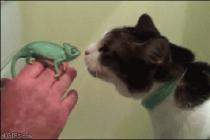Gentle cat is curious about a chameleon.
