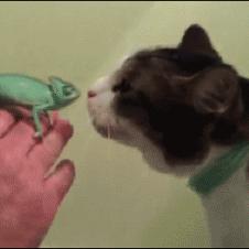 Gentle cat is curious about a chameleon.