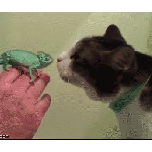 Gentle cat is curious about a chameleon.