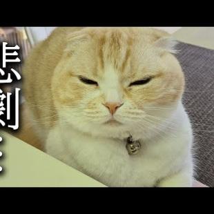 みなさまうちに泥棒が出ました...