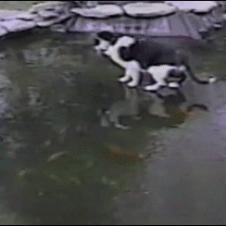 A cat chases fish swimming around underneath.