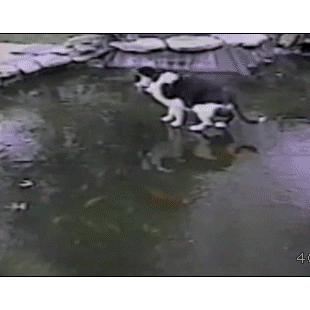 A cat chases fish swimming around underneath.