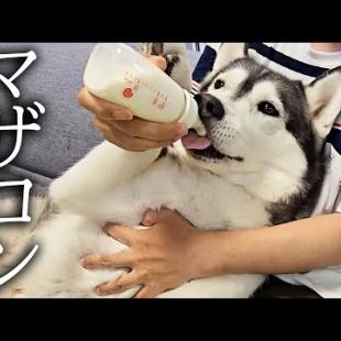 ごはんを食べないハスキー犬と猫達にミルクをあげてみた結果...