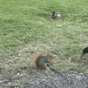 다람쥐의 날렵함