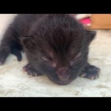 Little Kittens Fighting Over Milk! 😻🥛 (Utterly Cute Moments)
