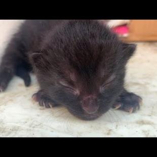 Little Kittens Fighting Over Milk! 😻🥛 (Utterly Cute Moments)