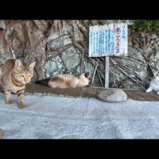 港にある大きな木の下のベンチは猫たちの憩いの場