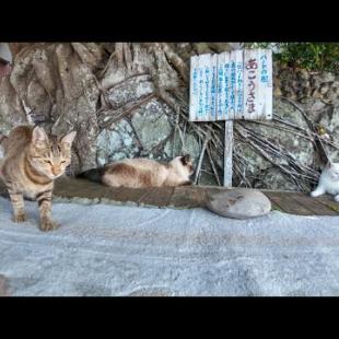 港にある大きな木の下のベンチは猫たちの憩いの場