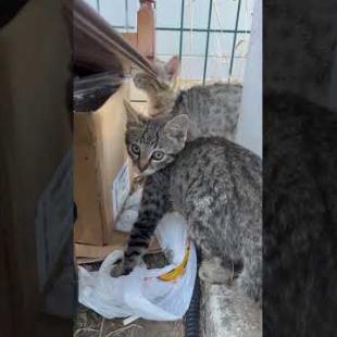 😺Kittens lined up like beads.. #shorts #cat #cats