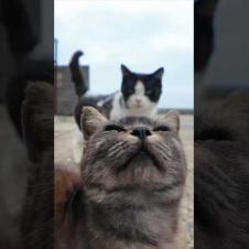 猫島の港の猫たち、塀の上で休んでいます