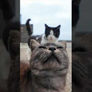 猫島の港の猫たち、塀の上で休んでいます