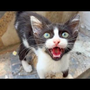 Homeless kitten and mother want love more than food