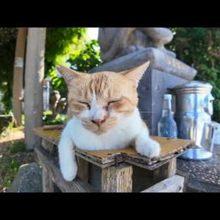 【今週の猫まとめ】出し惜しみナシ！ボツ動画も全部見せます 2025/7/1w