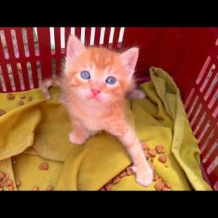 Poor homeless kittens living in a box are looking for family warmth