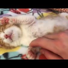 Super Adorable Foster Kitten Don't Want To Wake Up