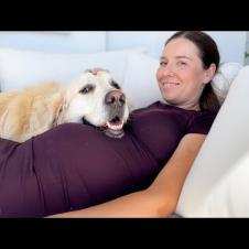 Golden Retriever Reacts to His Human’s First Pregnancy — So Much Love ❤️🐶🤰