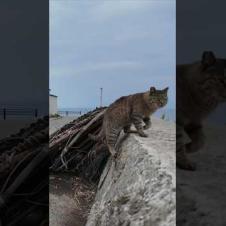 猫島で防波堤に座ると猫が駆け寄ってきた