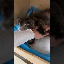 Как думаете, мейн-кун Николь родит сегодня?