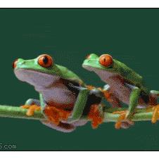 Frog-climbs-over-frog