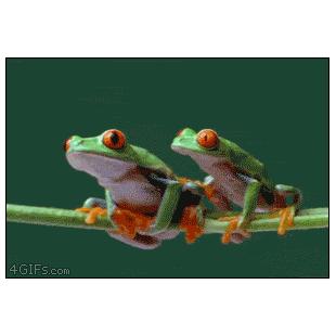 Frog-climbs-over-frog