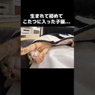 生まれて初めてこたつに入った子猫が嬉しくてこうなった...笑#shorts