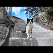 神社の階段を上がると上から猫が下りてきた