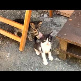 I found myself in kitten heaven, playful cubs who love to bond