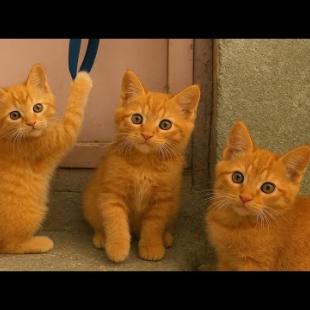 😹💫 Endless Energy! Kittens' Funniest Play Moments