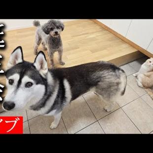 犬と猫の親バカ日記　誕生日ライブ